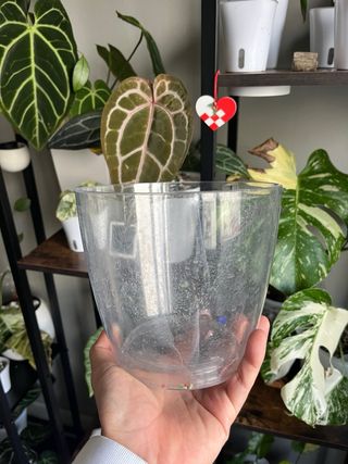 Maceta Orquídea Transparente 16cm