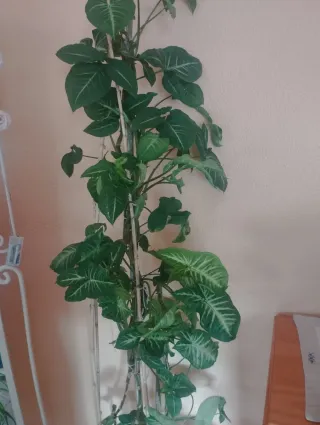 Planta de interior trepadora