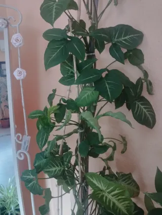 Planta de interior trepadora