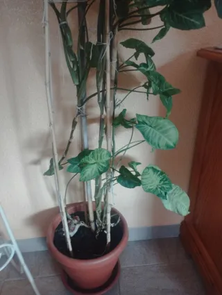 Planta de interior trepadora