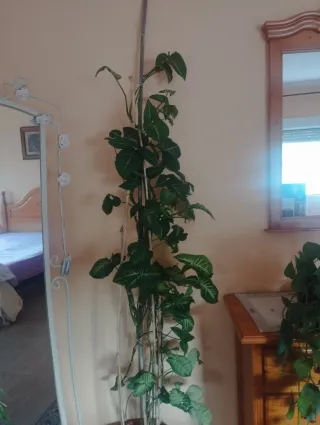 Planta de interior trepadora