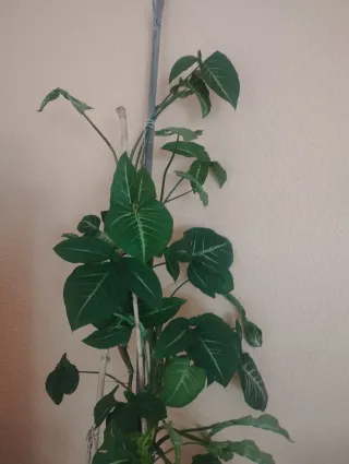 Planta de interior trepadora