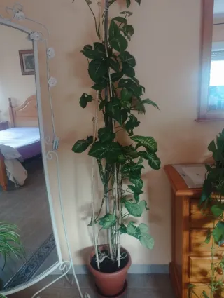 Planta de interior trepadora