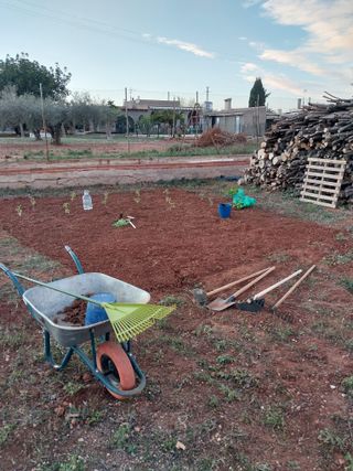 terreno con olivos cerca de pueblo