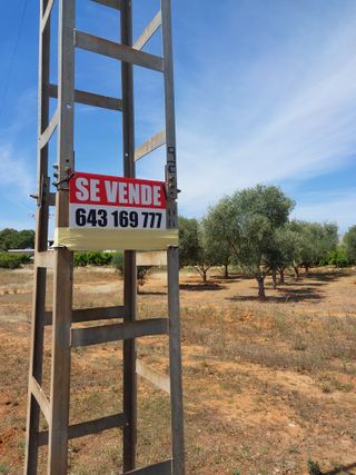 terreno con olivos cerca de pueblo