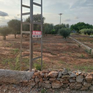 terreno con olivos cerca de pueblo