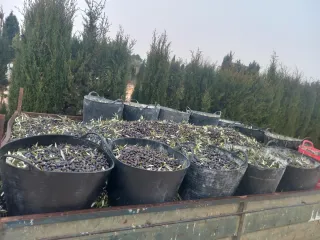 Recogida de aceitunas