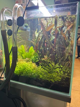 Acuario completo con plantas y habitantes.