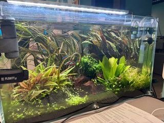 Acuario completo con plantas y habitantes.