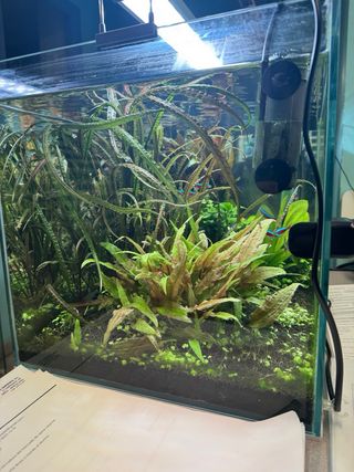 Acuario completo con plantas y habitantes.