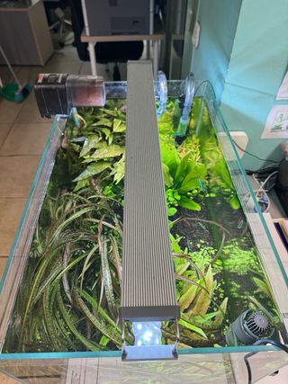 Acuario completo con plantas y habitantes.