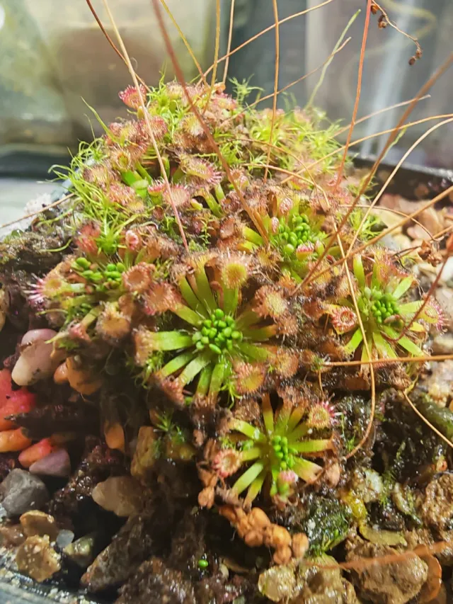 Drosera Manii x Ommisa Gemmas
