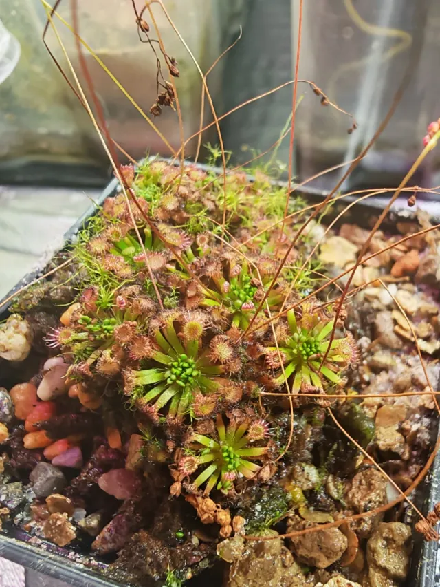 Drosera Manii x Ommisa Gemmas