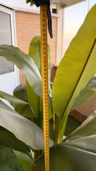 Planta Artificial Platanera 180cm