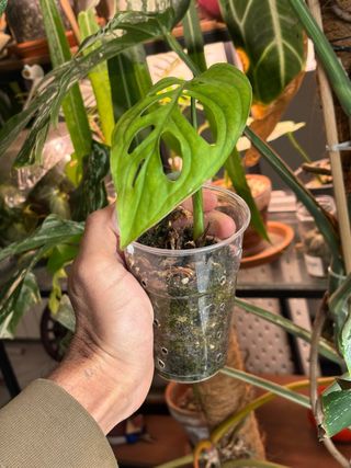 Monstera Esqueleto Pianta