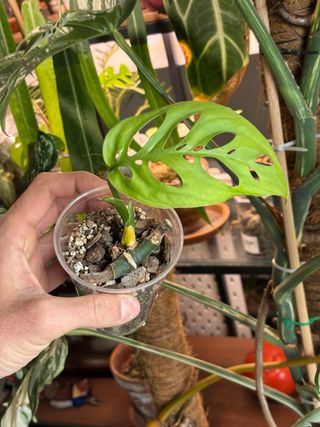 Monstera Esqueleto