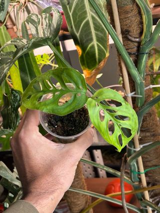 Monstera Esqueleto