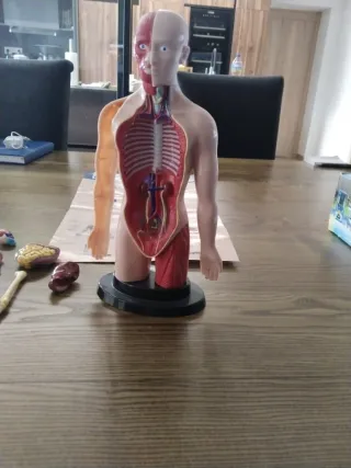 Muñeco anatomía cuerpo humano