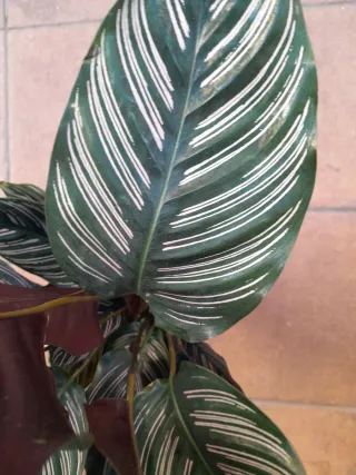 XXL CALATHEA ORNATA MACETA 17CM.