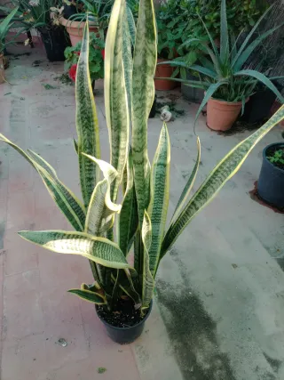 Planta Sansevieria / Lengua de Suegra 1metro