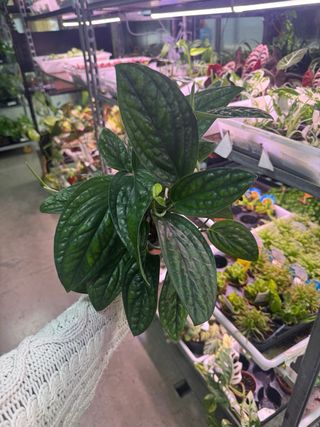 Monstera Peru / Epipremnum Marble Planet