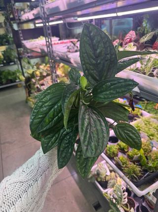 Monstera Peru / Epipremnum Marble Planet