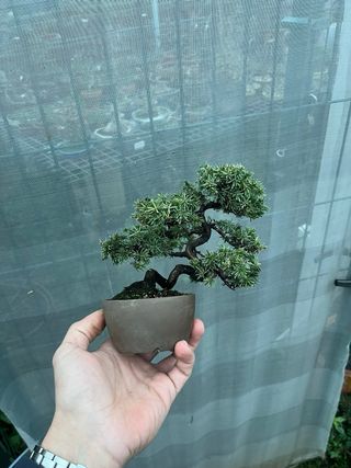 Bonsái Juniperus Rigida