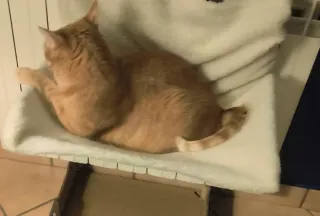 Hamaca para radiador de gato