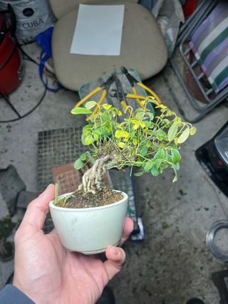 Bonsái Akebia Kinata