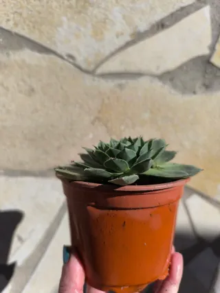 Suculenta Siempreviva