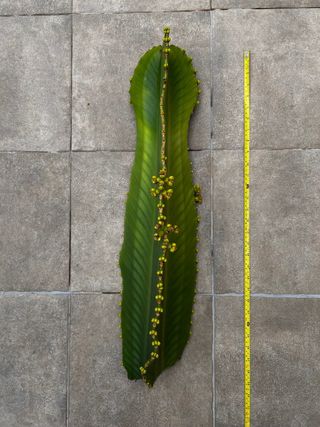 Cactus Euphorbia ingens grande, 75cm