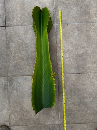 Cactus Euphorbia Ingens Grande 65cm