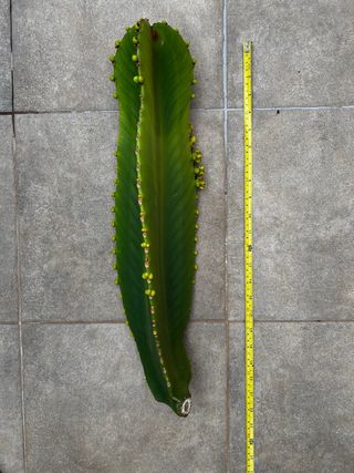 Euphorbia Ingens Cactus Grande 55cm