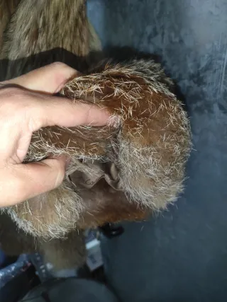 Chaquetón piel zorro del país.