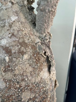 Ánforas De Mar  Filomena Faba  Almeria