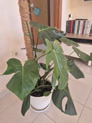 Monstera Deliciosa - Costilla de Adán