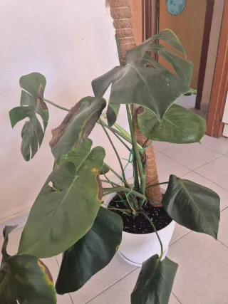 Monstera Deliciosa - Costilla de Adán