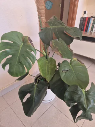 Monstera Deliciosa - Costilla de Adán