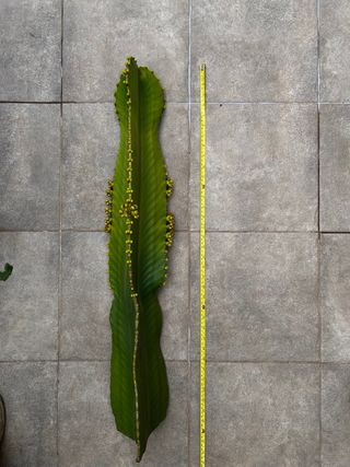 Cactus Euphorbia Ingens Grande 80cm