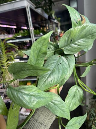 Pack Epipremnum Cebu Blue y Peru