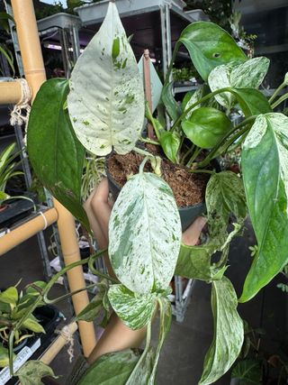 Pack Epipremnum Cebu Blue y Peru