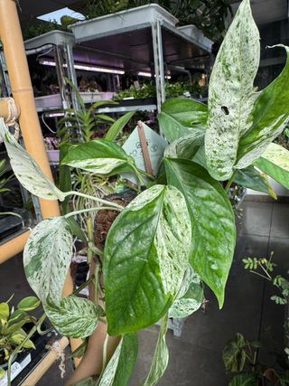 Pack Epipremnum Cebu Blue y Peru