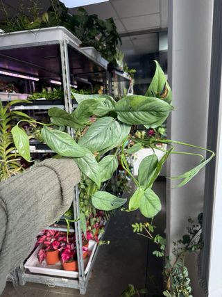 Pack Epipremnum Cebu Blue y Peru