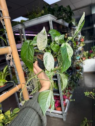 Pack Epipremnum Cebu Blue y Peru