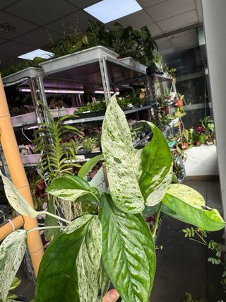 Pack Epipremnum Cebu Blue y Peru