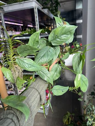 Pack Epipremnum Cebu Blue y Peru