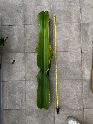 Cactus Euphorbia Ingens Grande 105cm