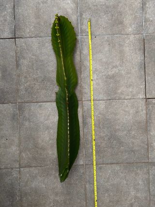 Cactus Euphorbia Ingens Grande 85cm