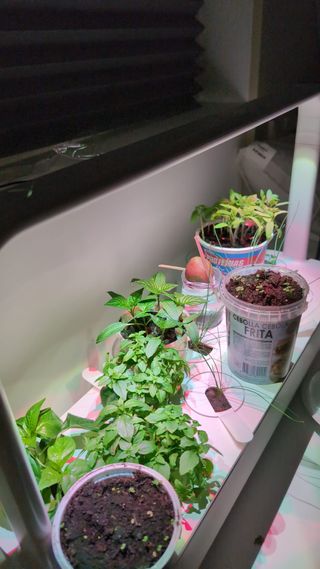 Click and Grow 9 + 3 cápsulas gratis