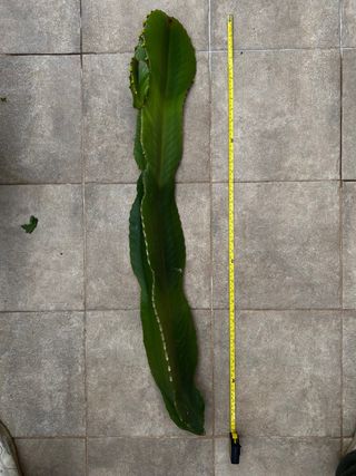 Cactus Euphorbia Ingens Grande 105cm